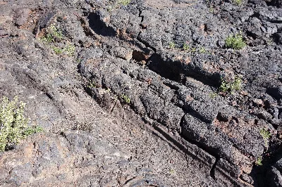 Tree Molds Trail