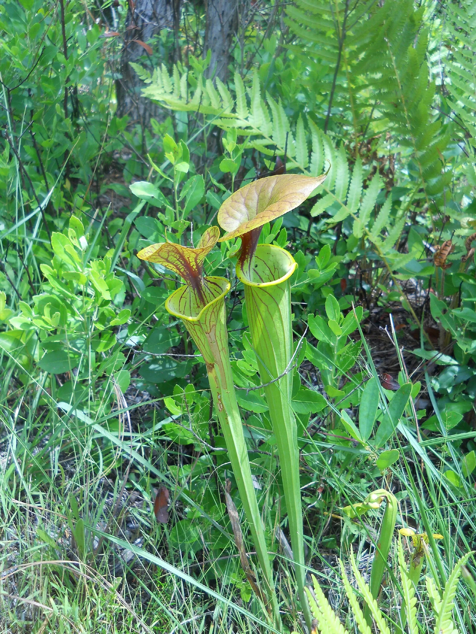 Green Swamp Preserve