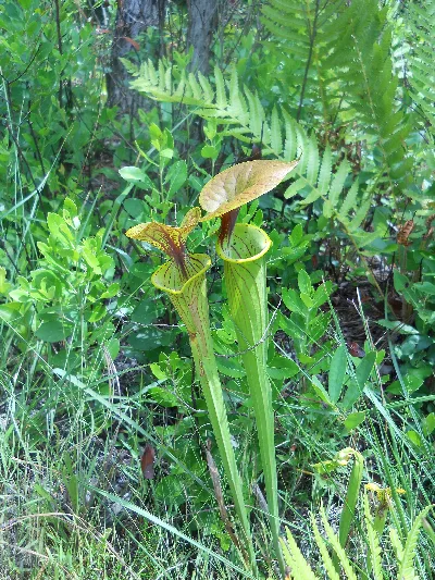 Green Swamp Preserve