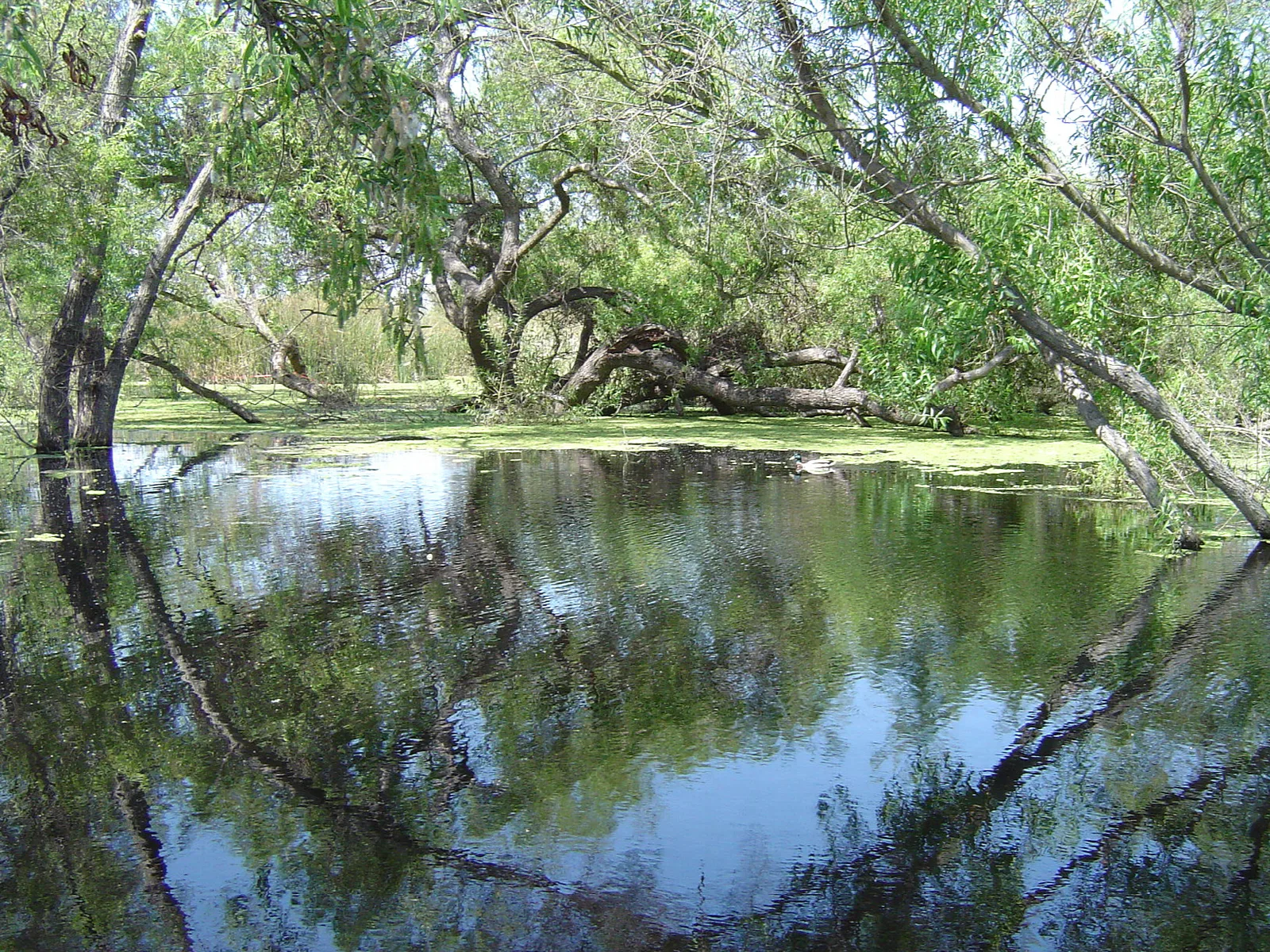 Madrona Marsh