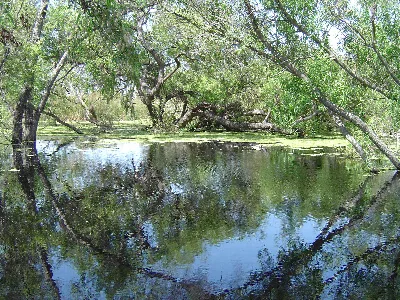Madrona Marsh