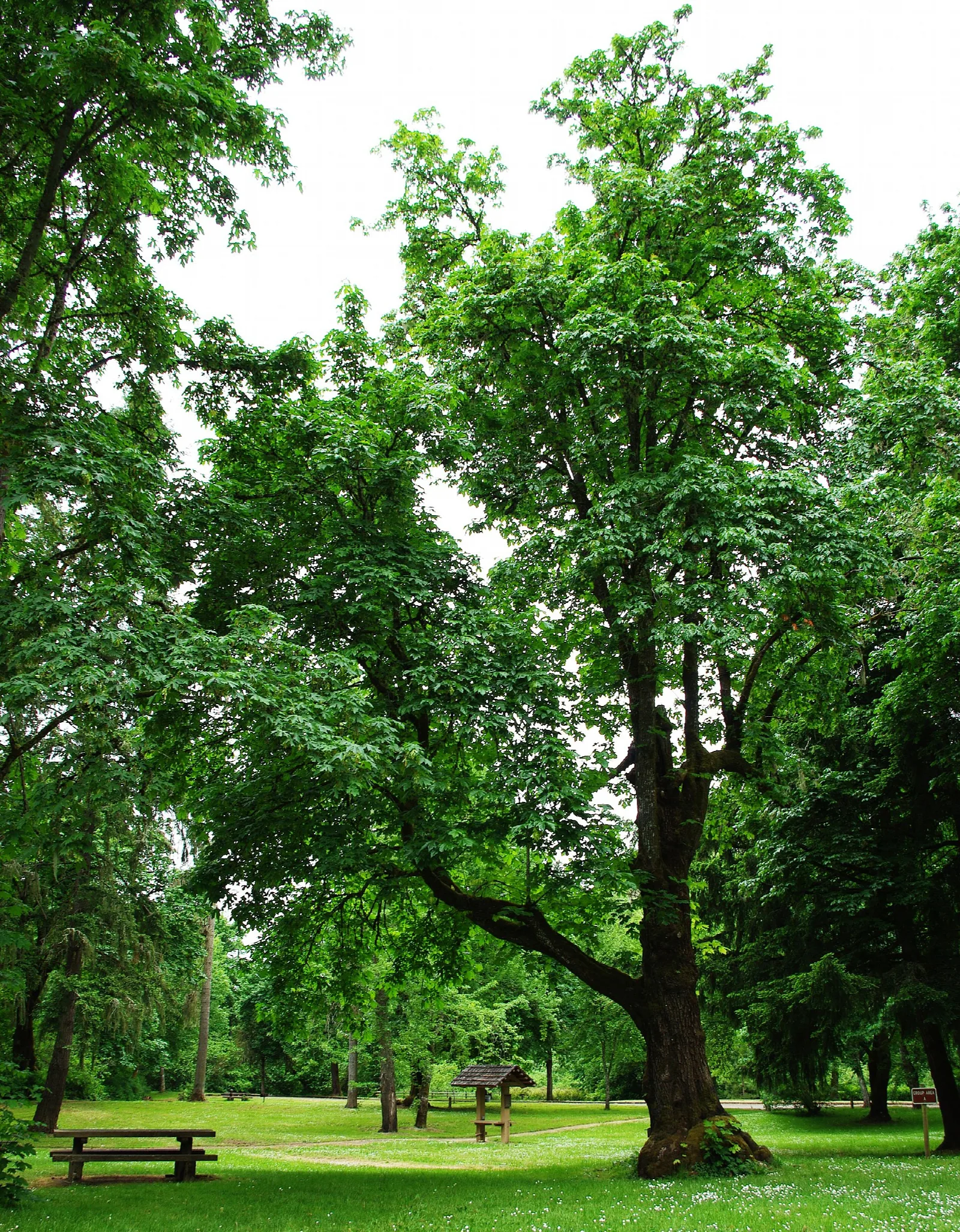 Sarah Helmick State Park