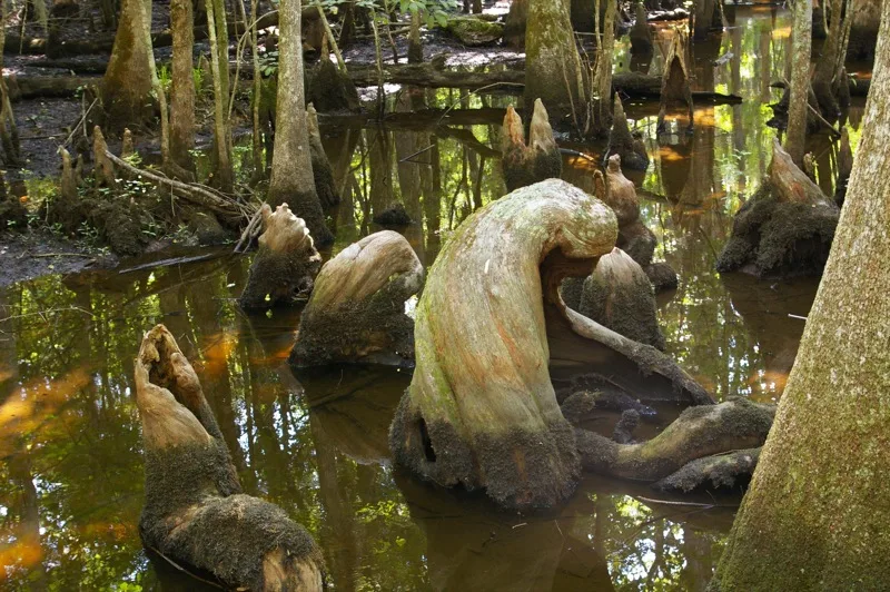 Francis Beidler Forest
