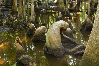 Francis Beidler Forest