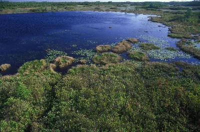 Okefenokee Swamp