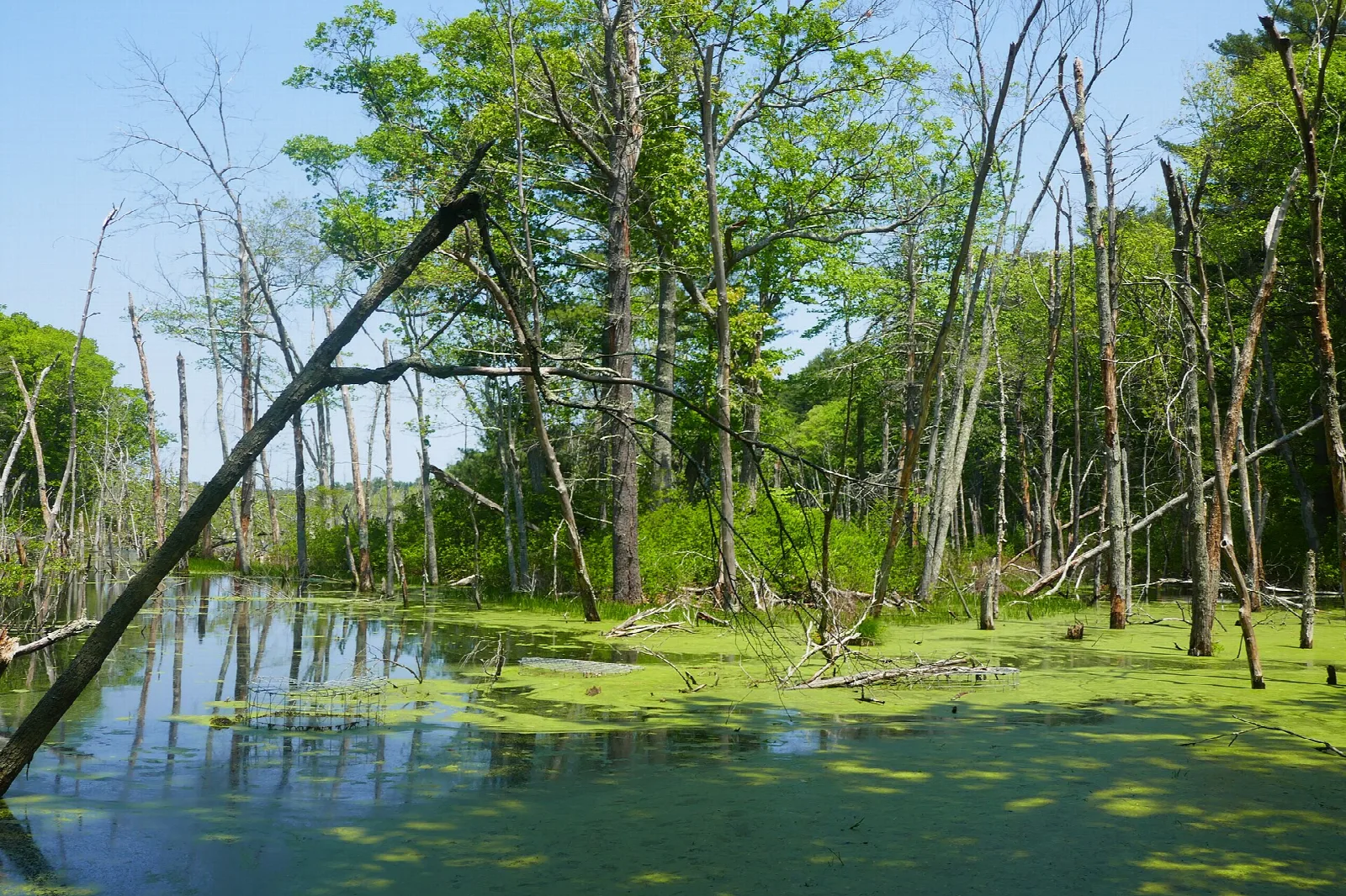 Fork Factory Brook