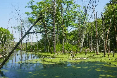 Fork Factory Brook