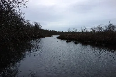Carmans River