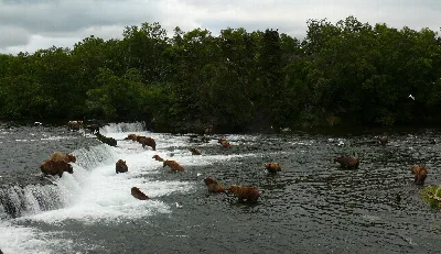 Brooks Falls