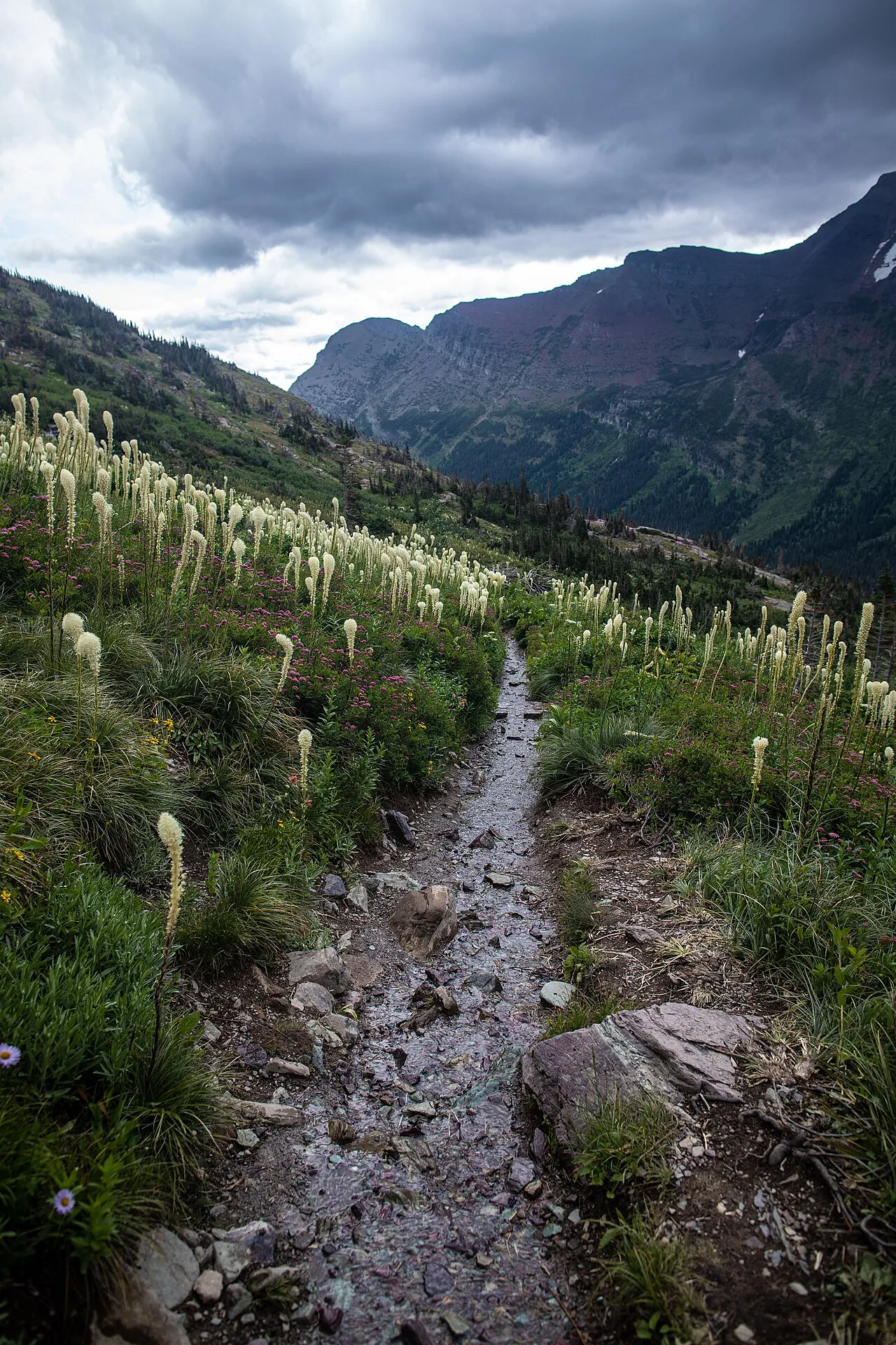 Grinnell Glacier Trail — photo 2