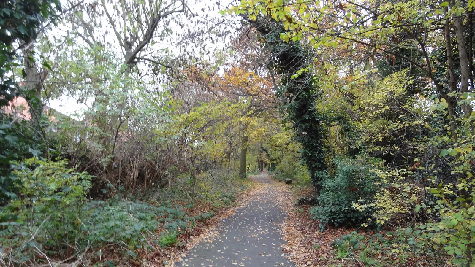 Woodland Walk