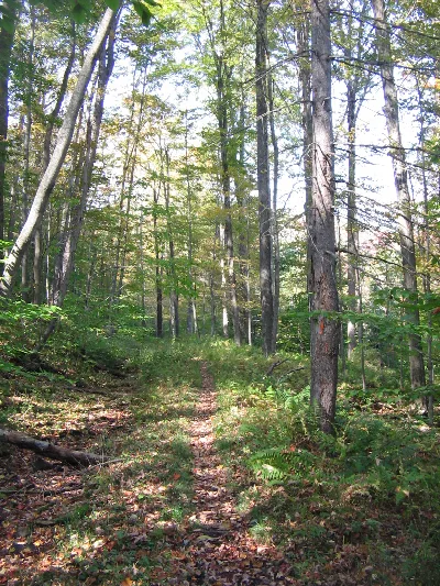 Old Loggers Path