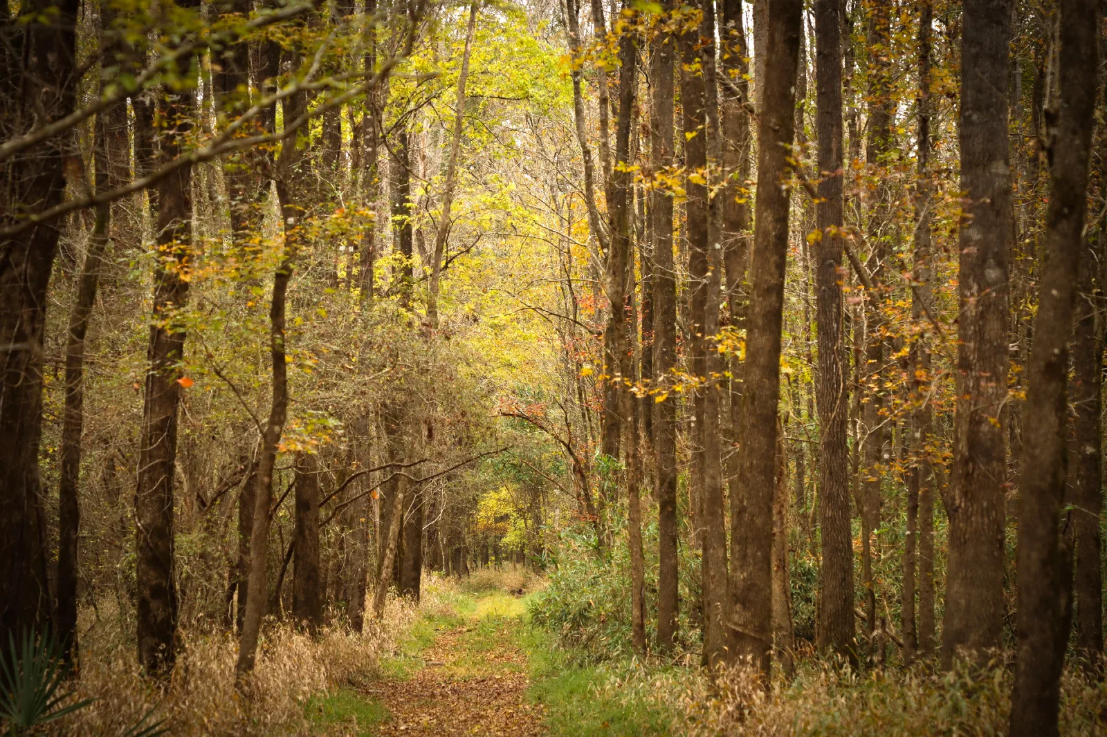 A leaf-covered path leads straight through shrubs and thick forest on a late fall day.