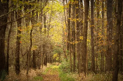 Woodlands Trail