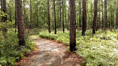 Sundew Trail