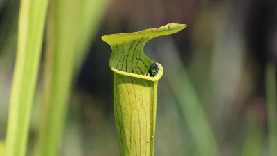 Pitcher Plant Trail