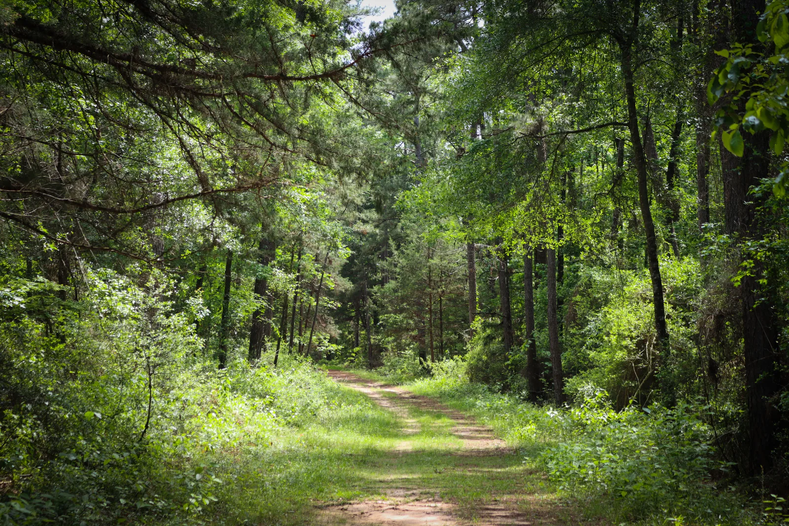 A wide curving path lined with grass leads into a dense green forest on a sunny spring day.