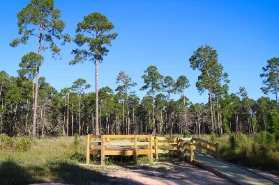 Longleaf Pine Trail