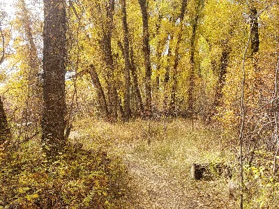 Neversink Trail