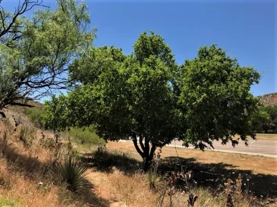 Mesquite Trail