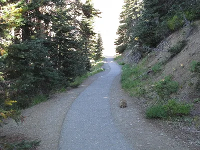 Hurricane Ridge Trails
