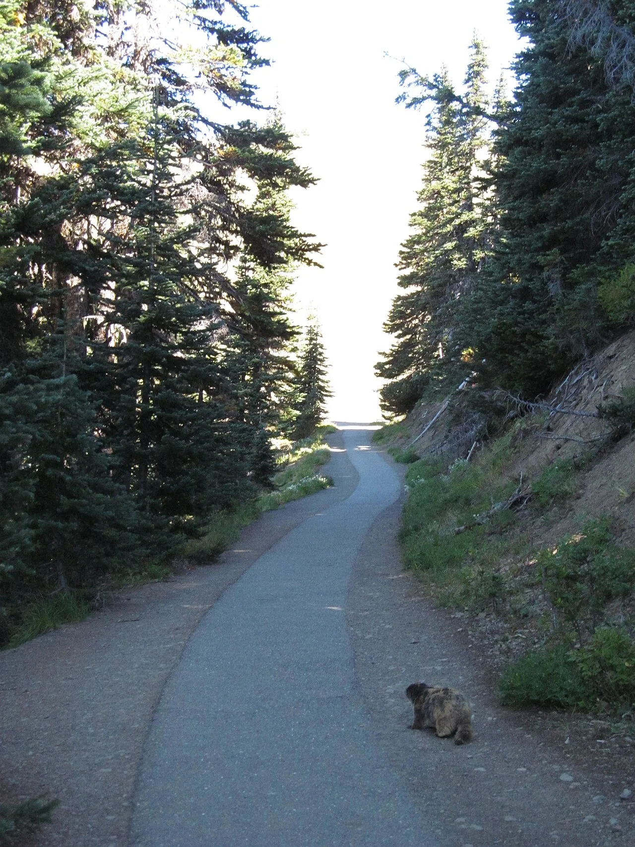Hurricane Ridge Trails — photo 3