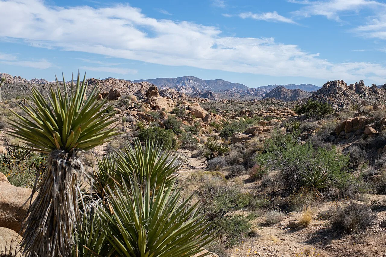 Ryan Mountain Trail — photo 4