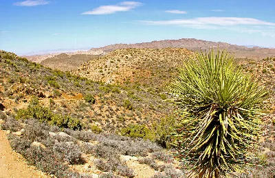 Ryan Mountain Trail