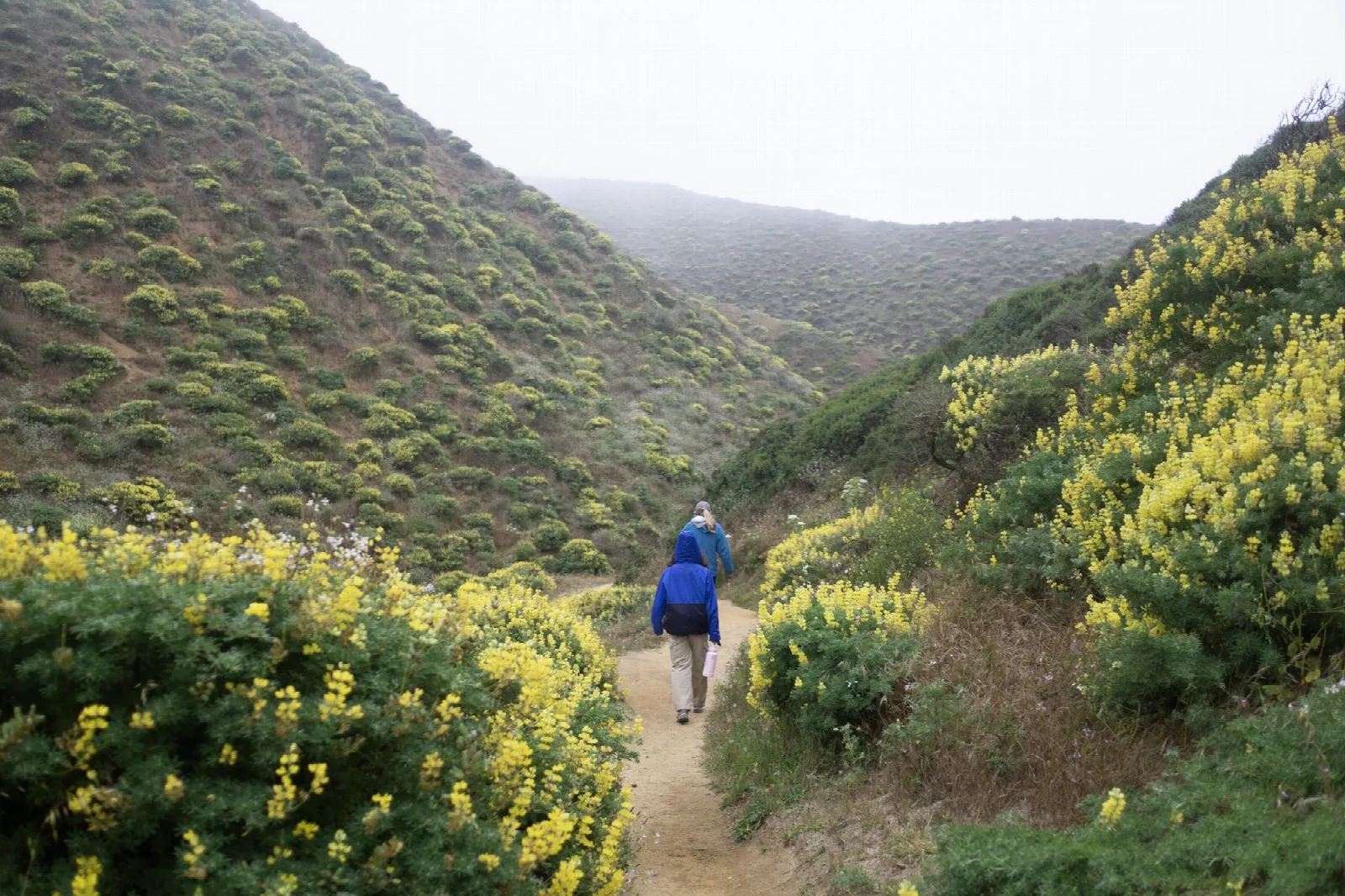 Two hikers follow a trail between bushes with yellow flowers in a coastal valley.