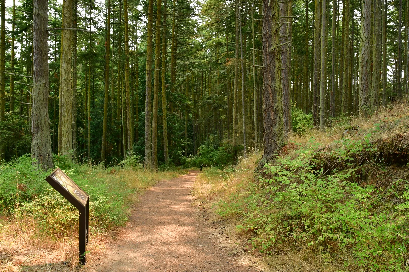 Color photograph of a dense forest with two visible waysides