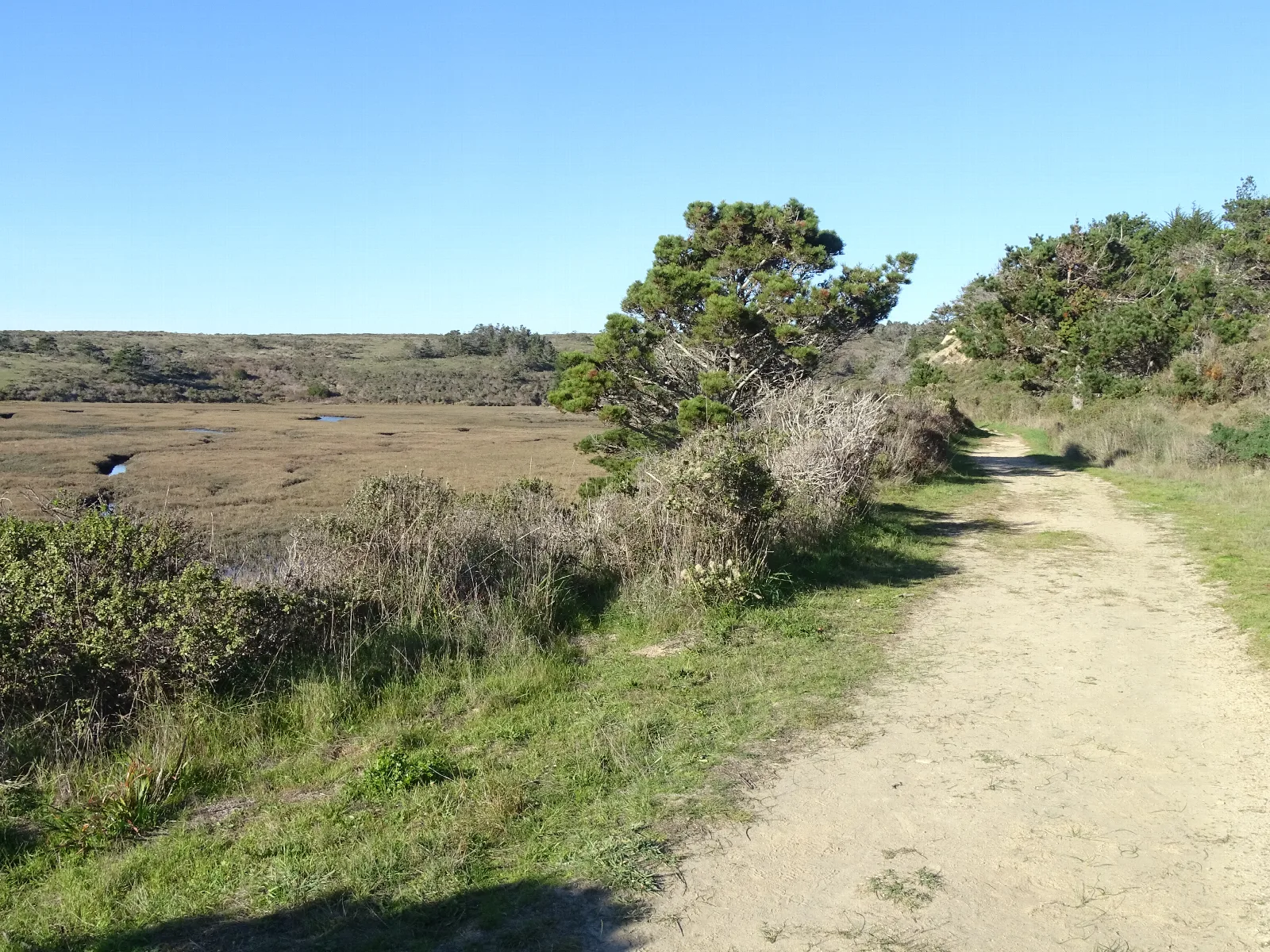 A dirt path skirts along a marsh and past a few pine trees.