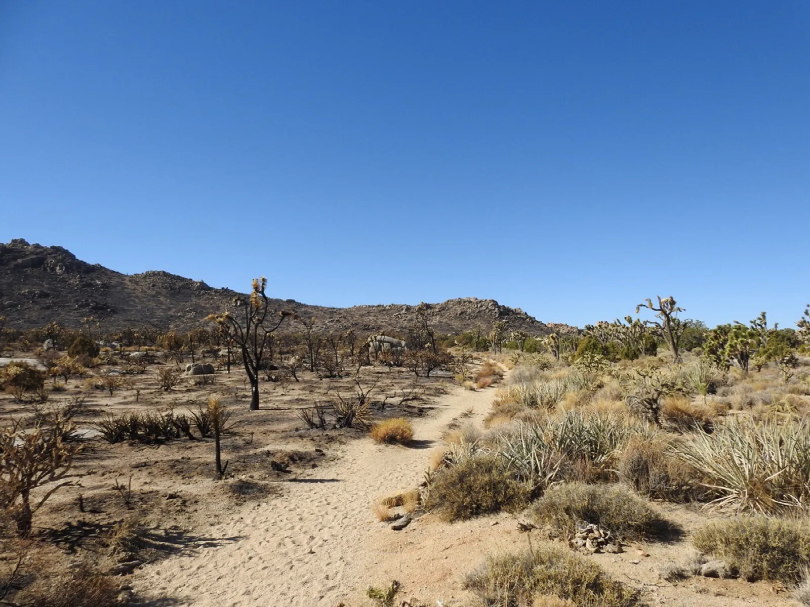 A sandy trail. On the left, charred Joshua trees & blackened ground. On the right, live green brush