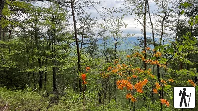 Chestnut Top Trail