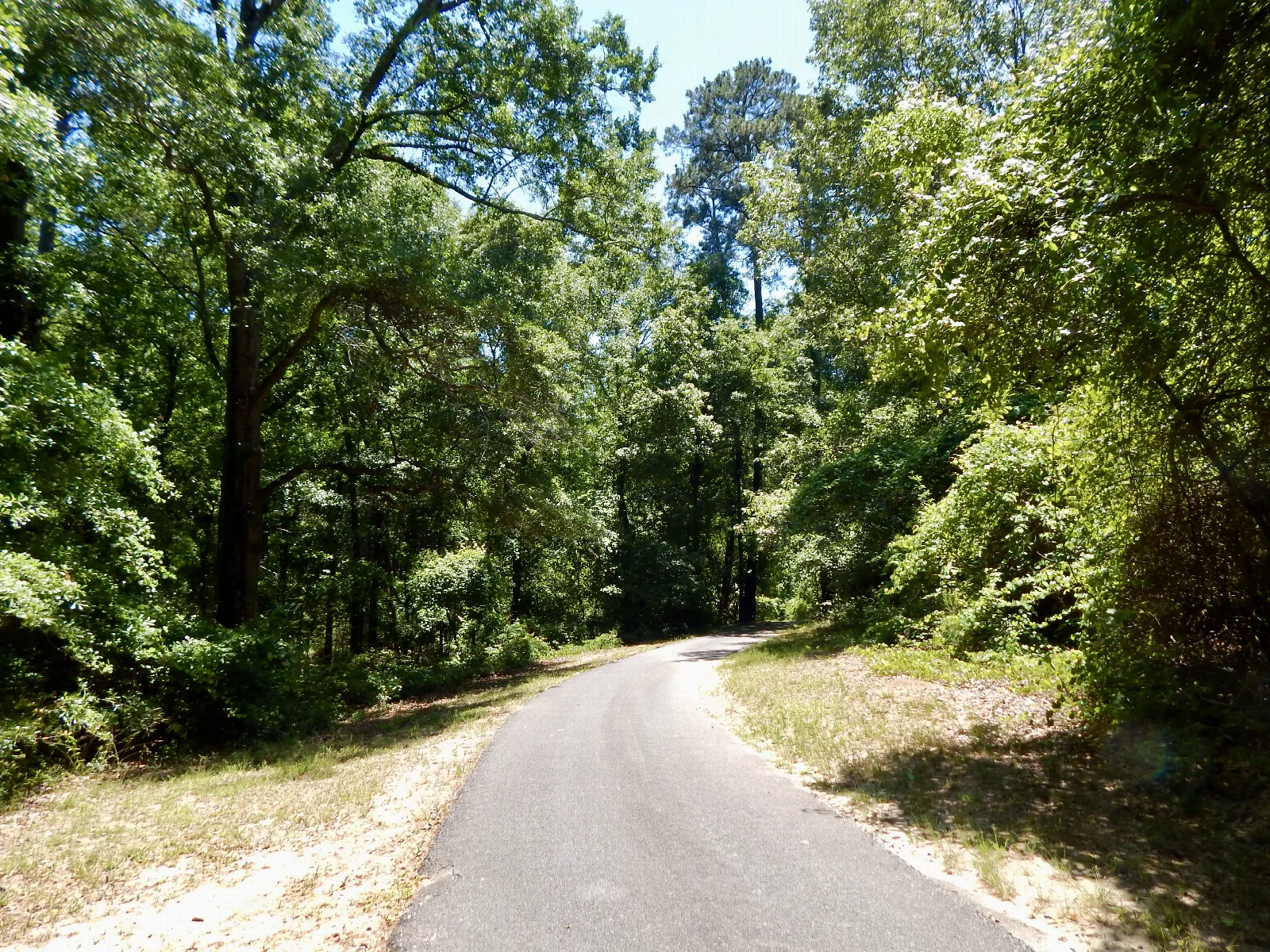 A paved trail through woods.