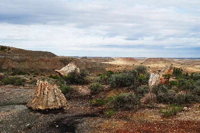 Petrified Forest Trail