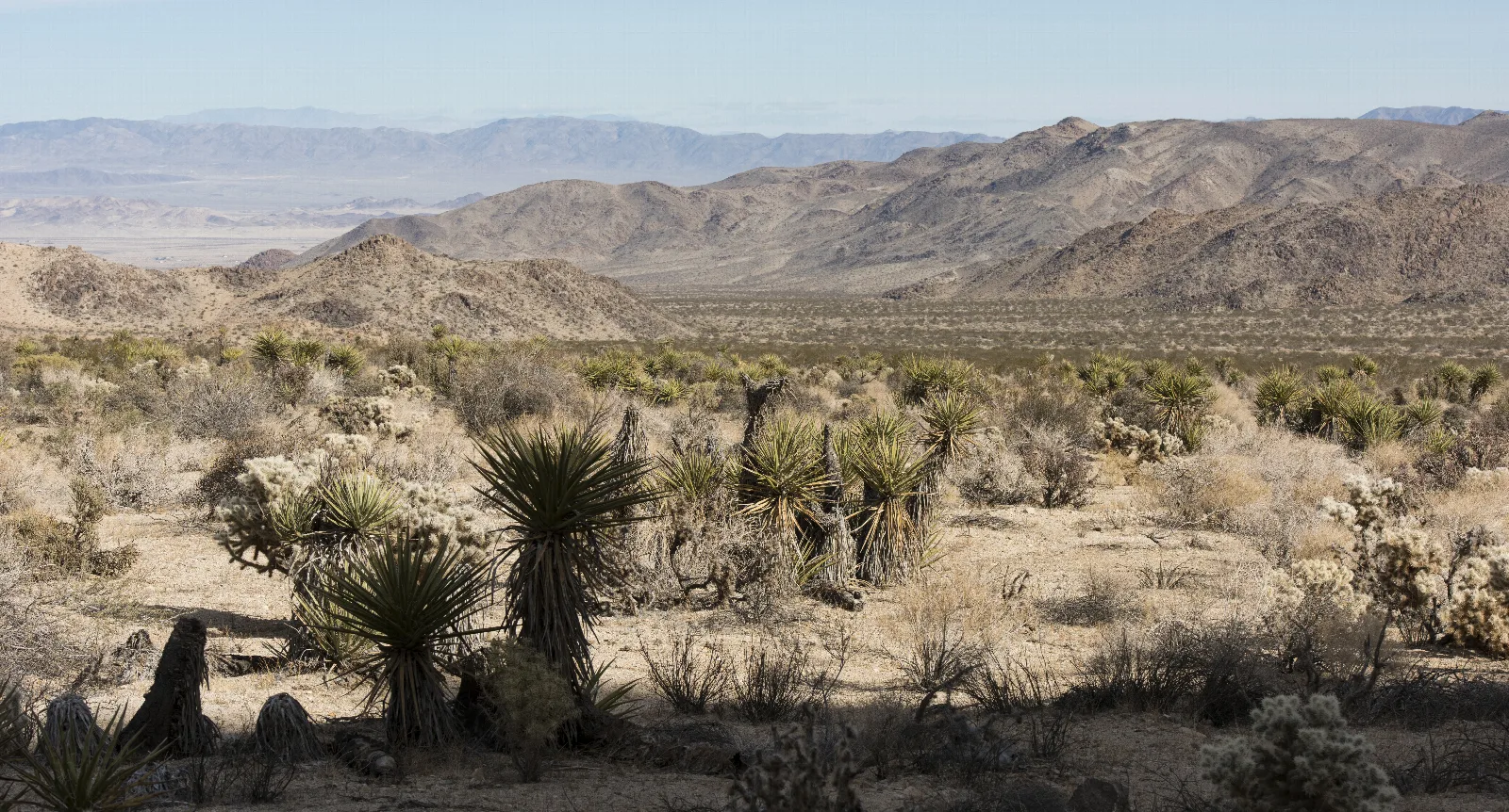A valley filled with Mojave yuccas and desert vegetation with mountains in the backbround.