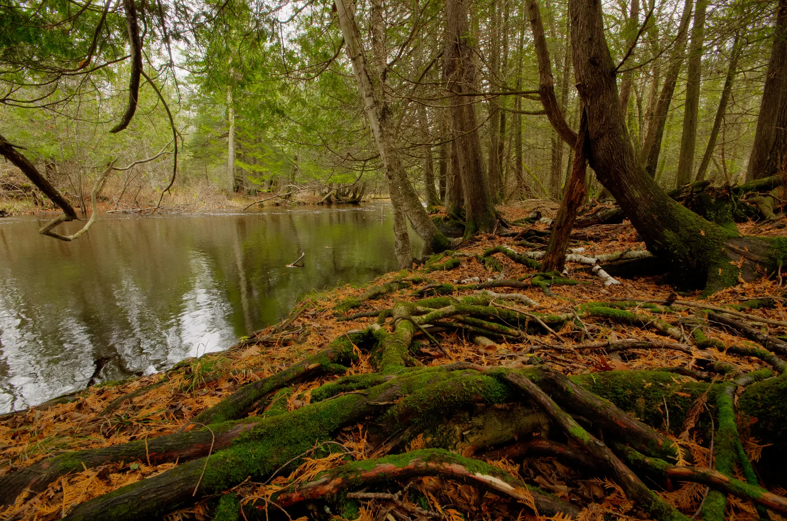 Little Wolf River — WI