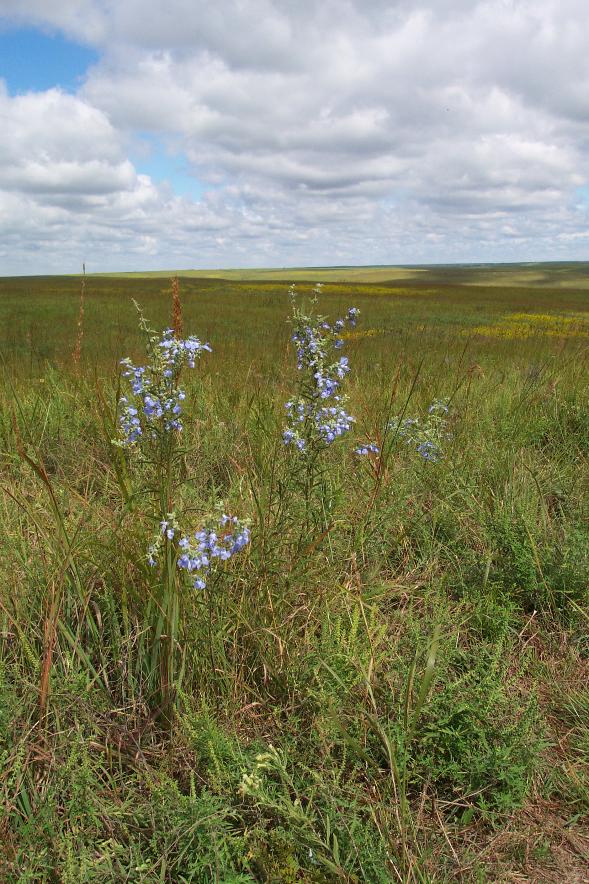 Kansas landscape