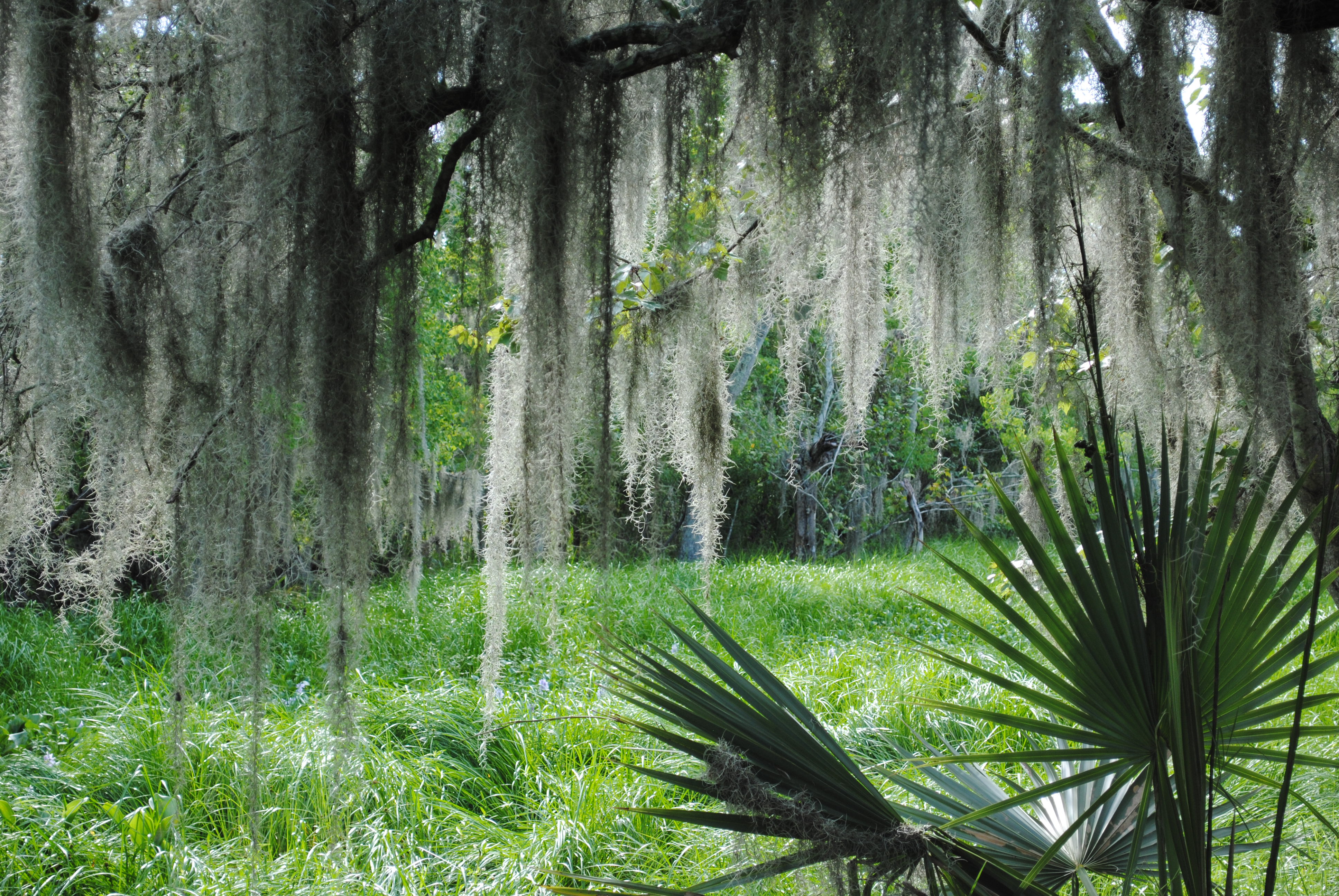 Louisiana landscape
