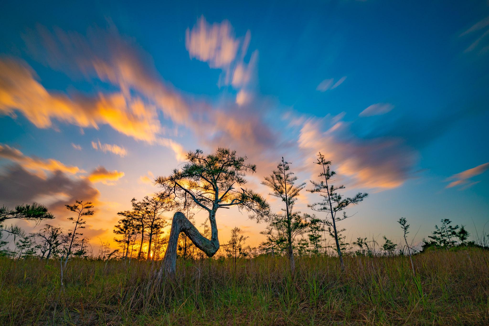 Florida landscape
