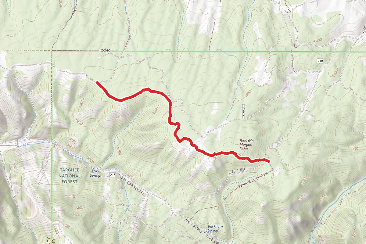 Buckskin Morgan Ridge
