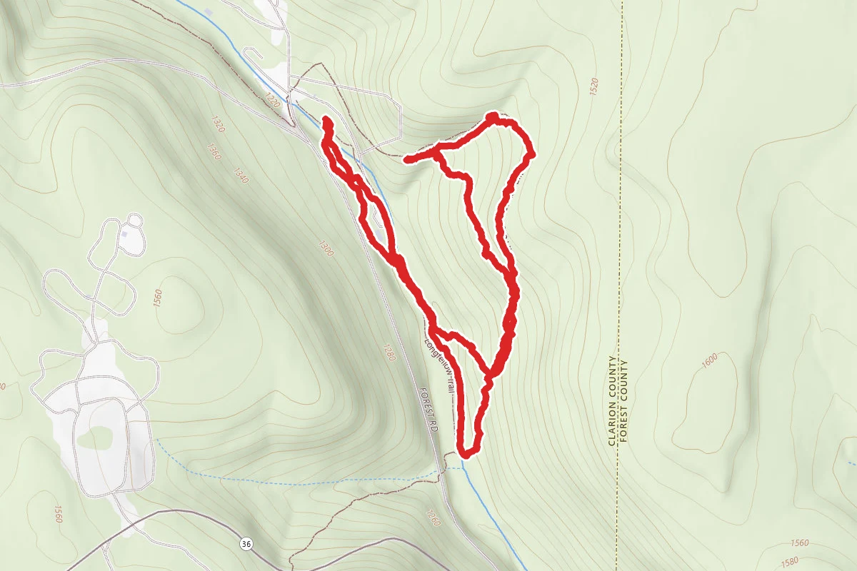 Forest Cathedral Trail