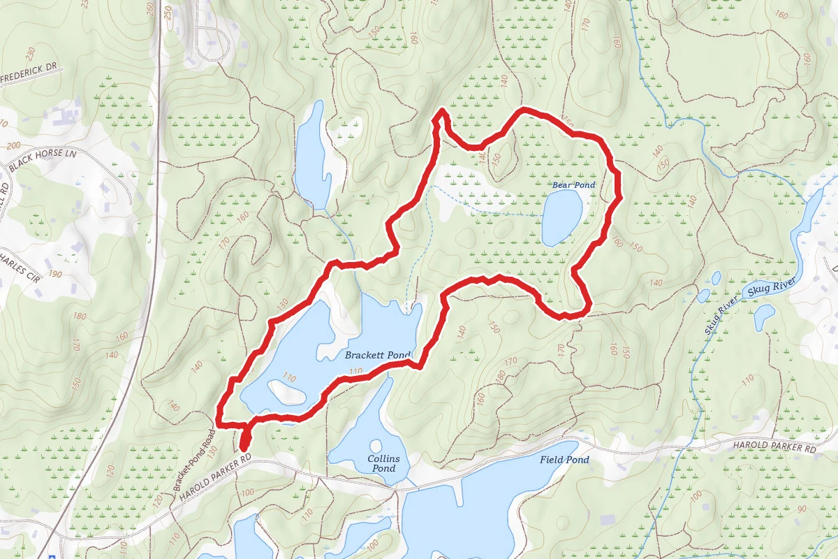 Brackett Pond and Bear Pond Loop