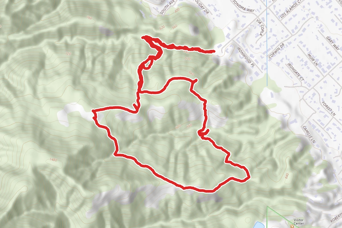 Ringtail Cat, Madrone and Point of No Return Loop