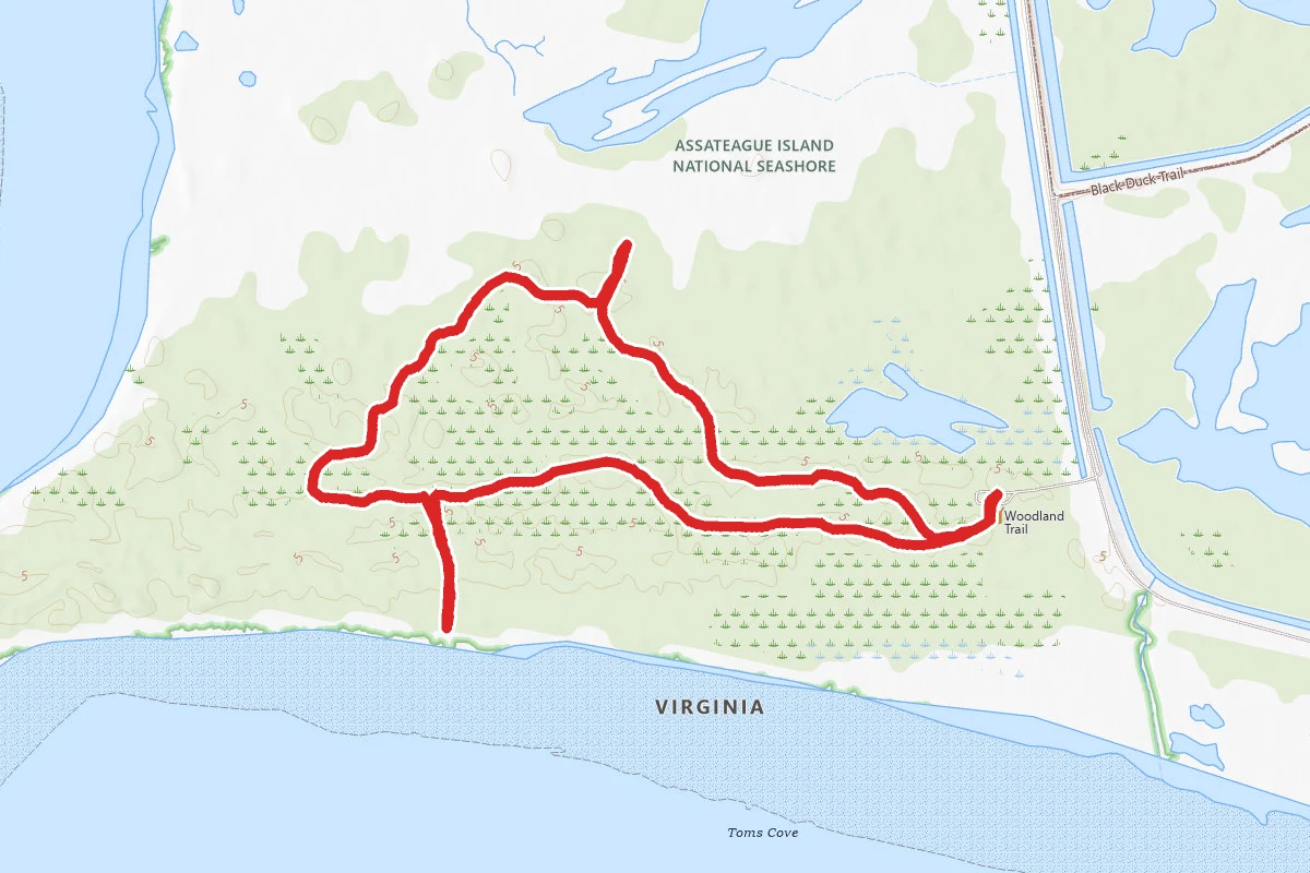 Woodland and Bivalve Trail