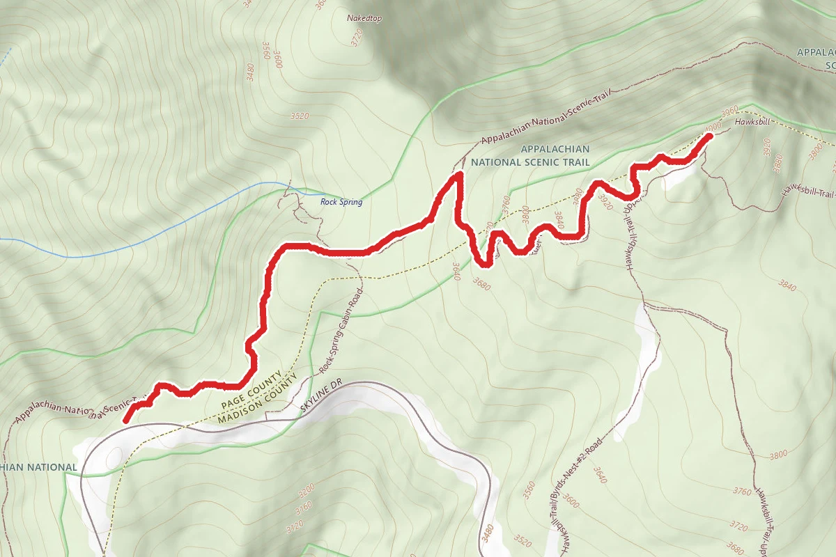 Hawksbill Summit via Rock Spring Cabin Trail and Salamander Trail
