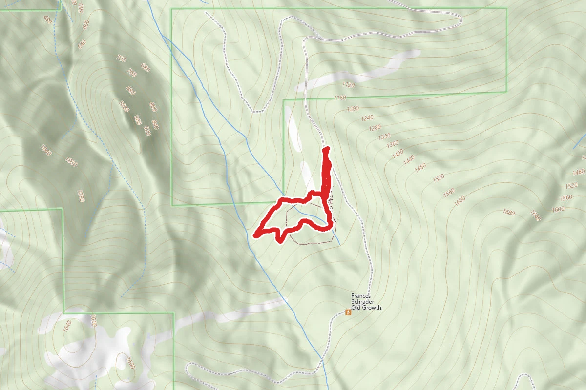 Francis Shrader Old Growth Trail