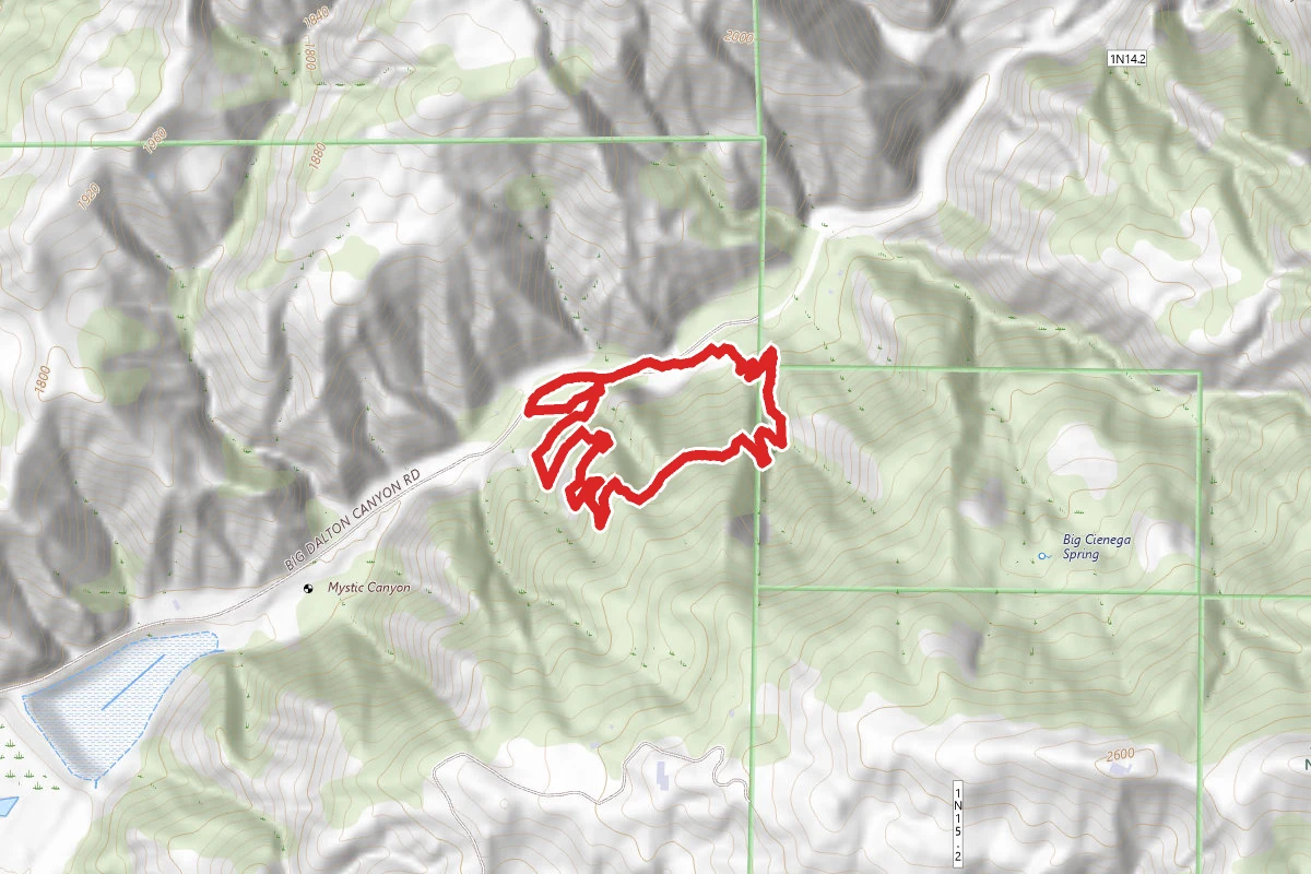 Coulter Pine Trail