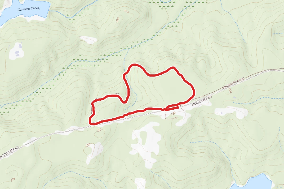 Wiregrass Loop Trail