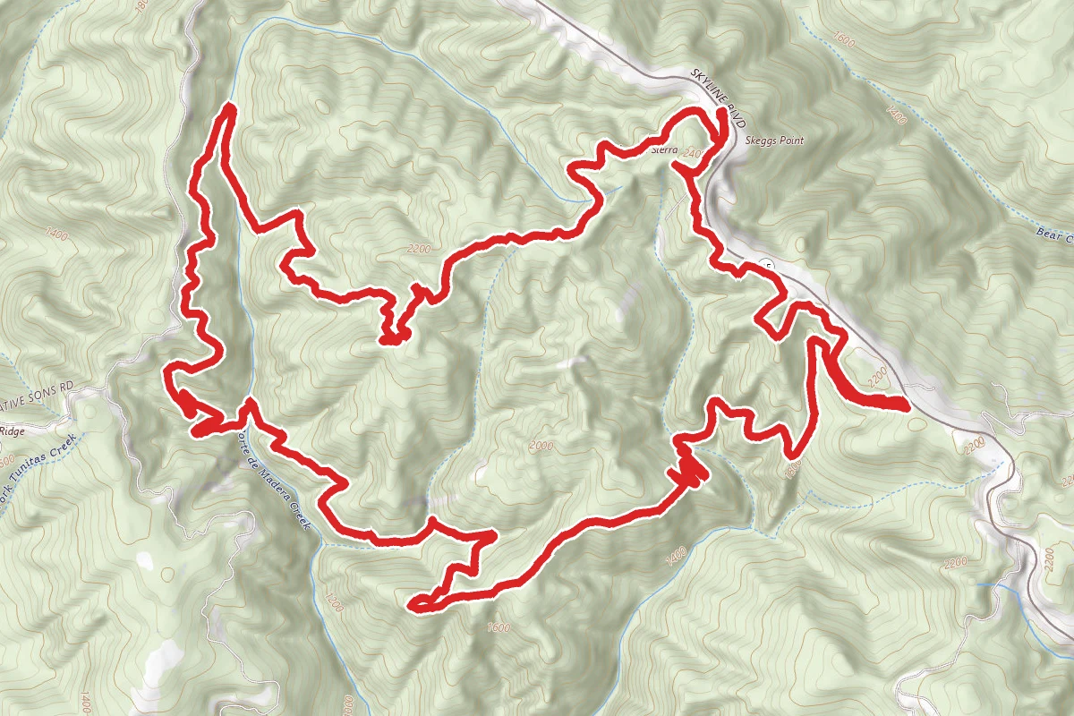 El Corte De Madera Loop- Fir Trail and Methuselah